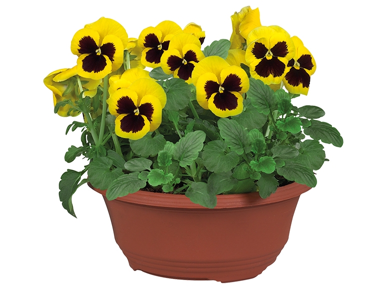 Pansies in Tub