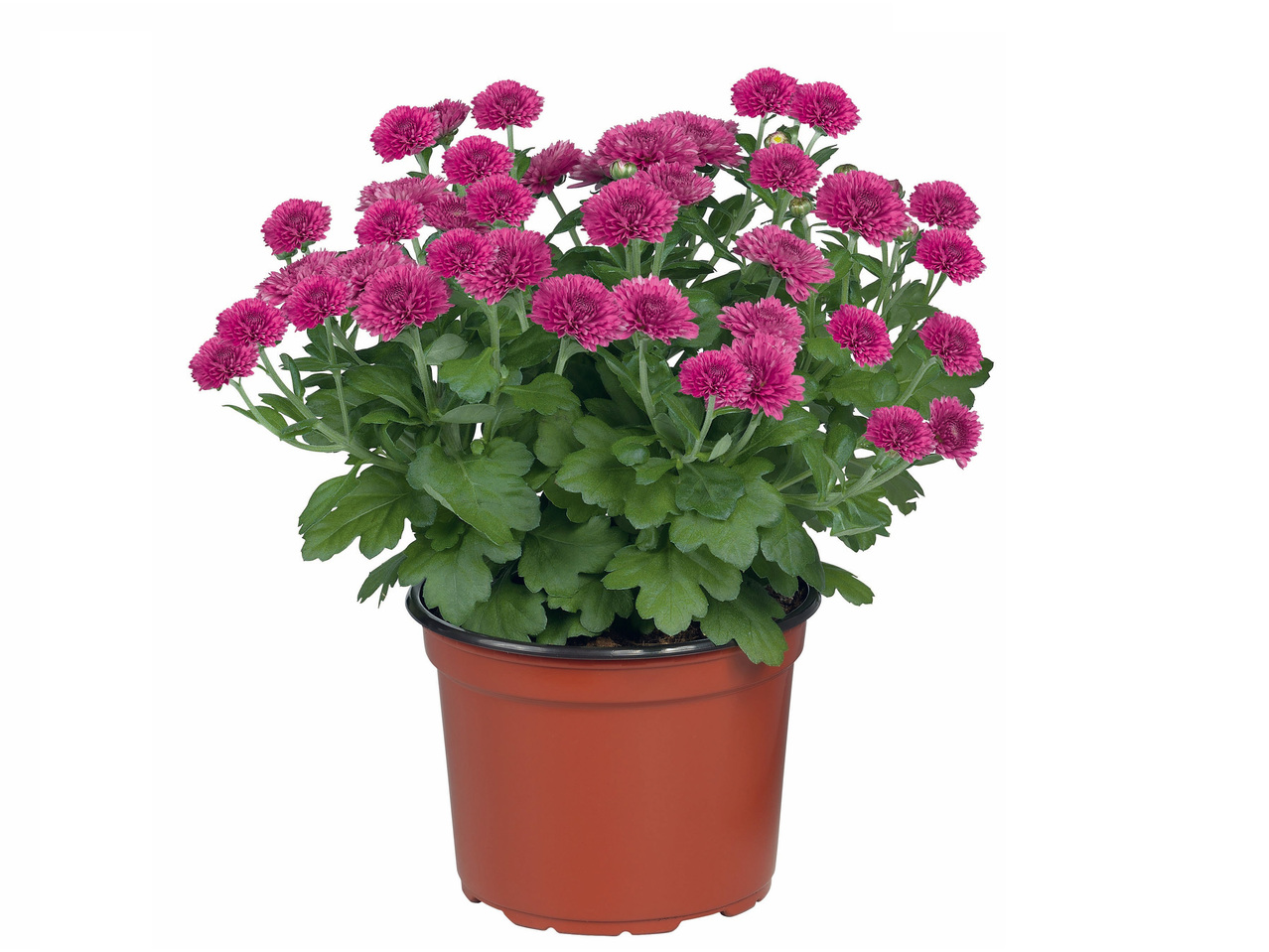 Chrysant Multiflora