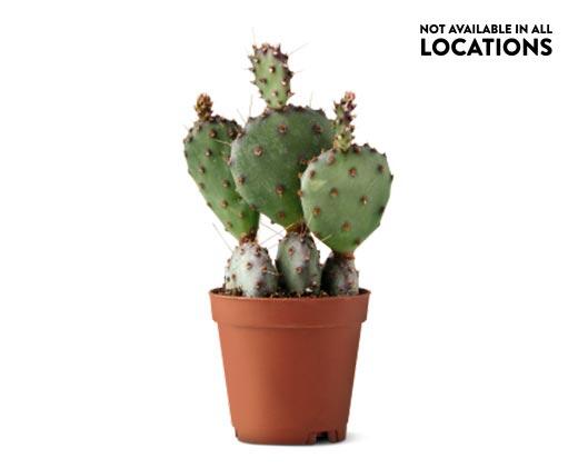Mini Cactus Assorted Varieties