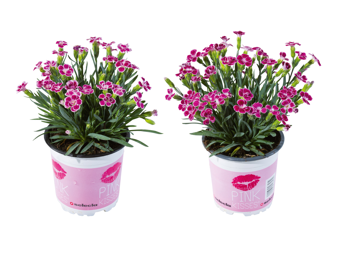 Dianthus "Pink Kisses"