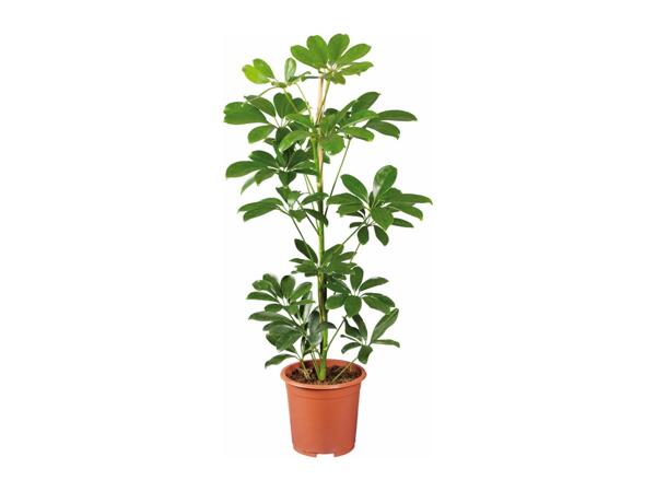 Houseplants