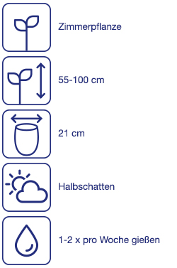 Solitärpflanze
