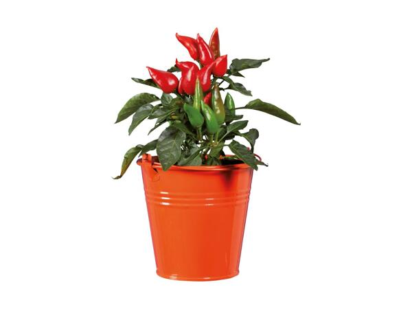 Ornamental Pepper