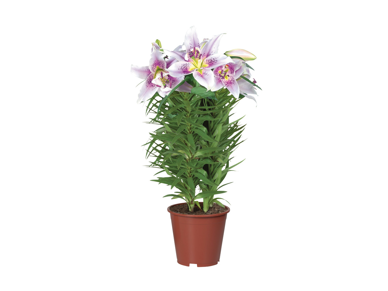 Oriental Lilies1