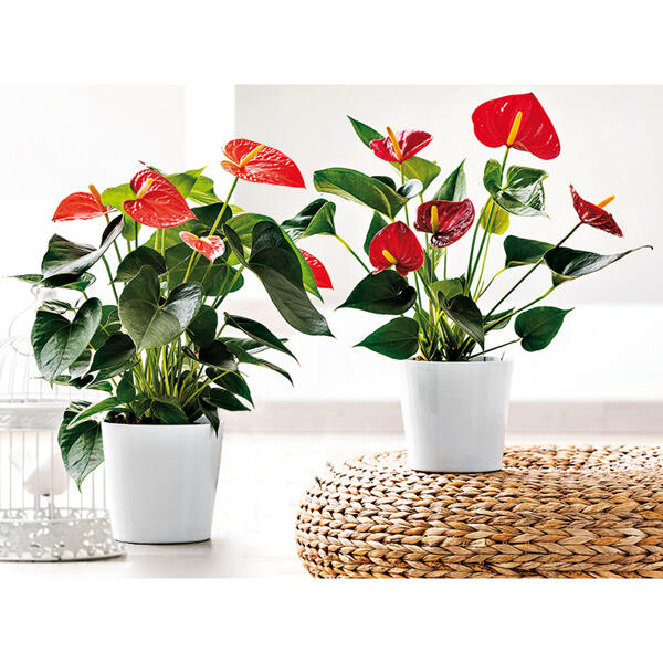 Flamingoblume "Anthurie"
