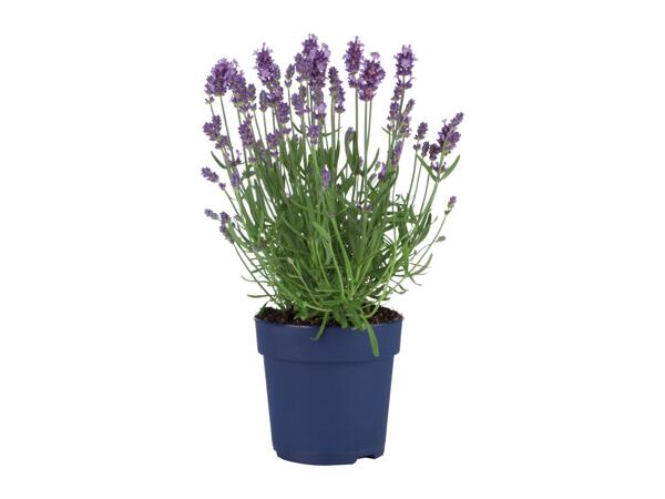 English Lavender