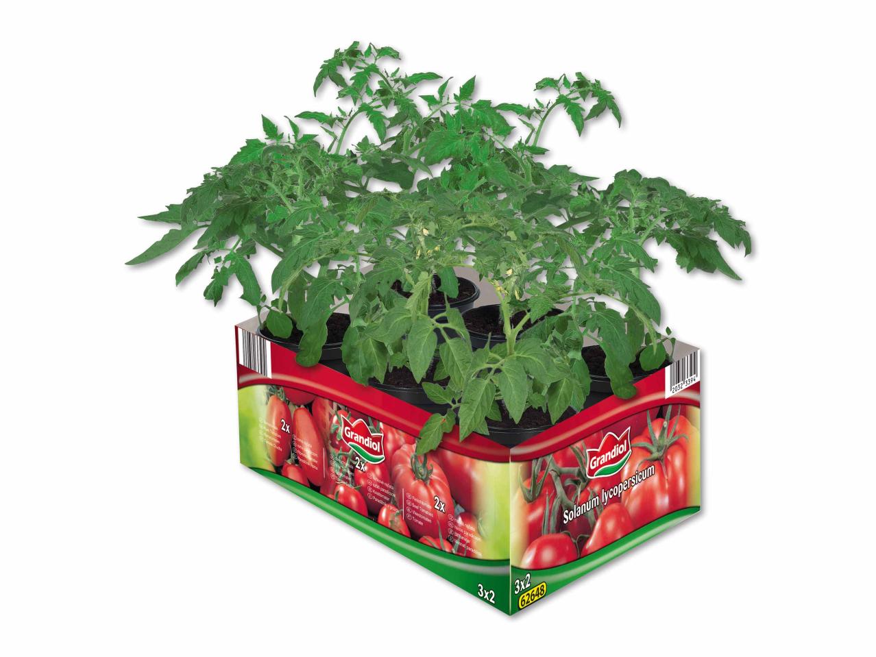 Plants de tomates