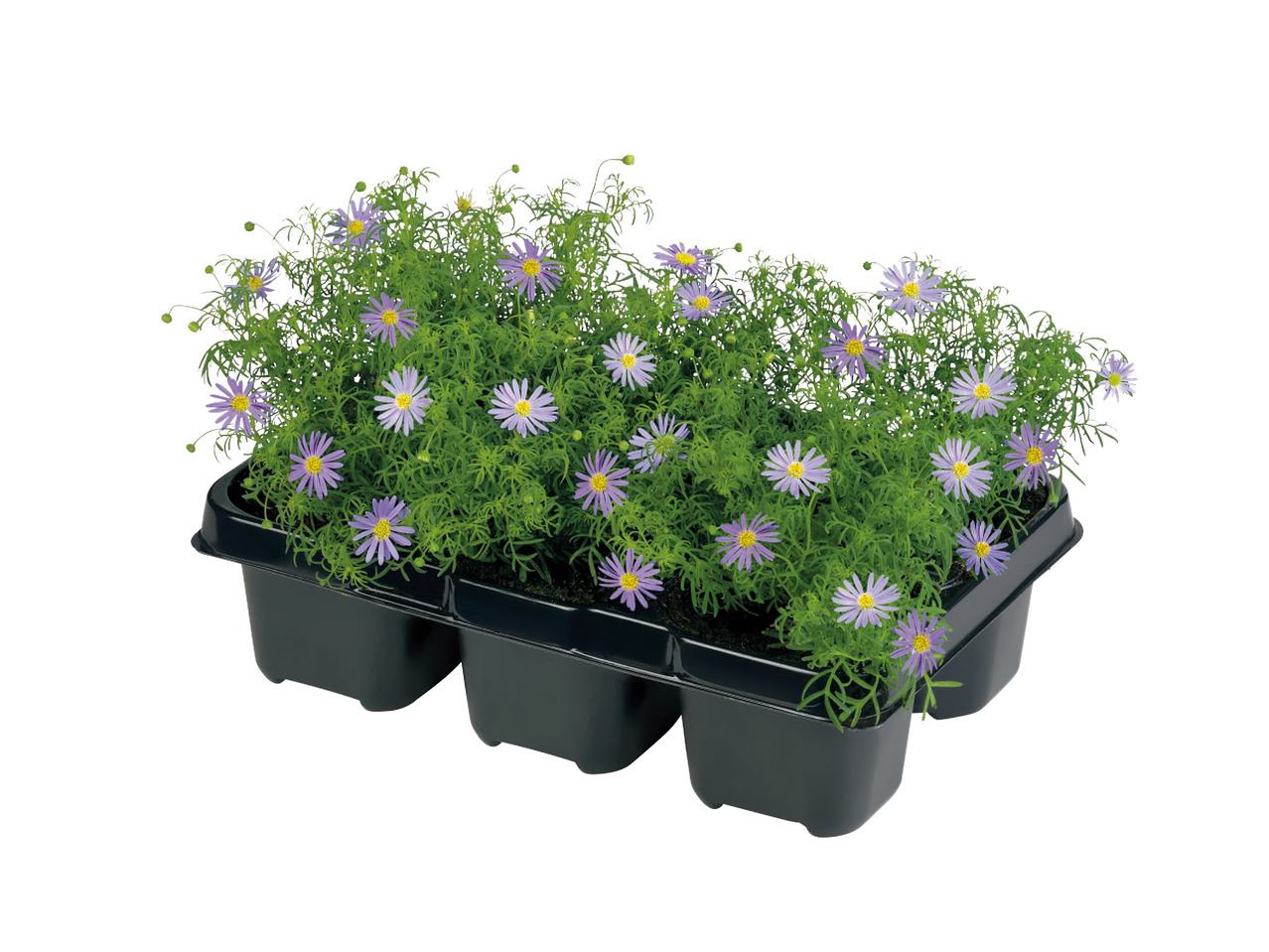 Bedding and Balcony Plants1