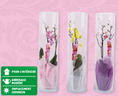 Phalaenopsis dans un vase cylindrique