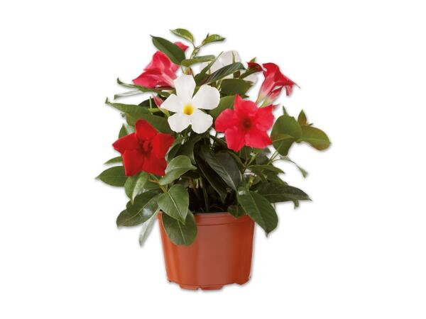 Dipladenia Trio