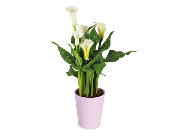 Calla