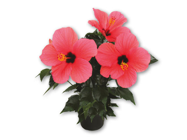Hawaiiblomst
