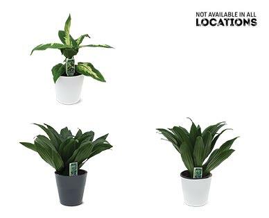 4" Foliage Assorted Varieties