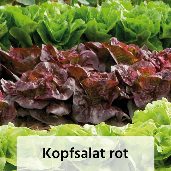 Herbsternte Salatpflanzen