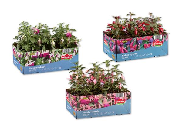 Fuchsien 6er Tray