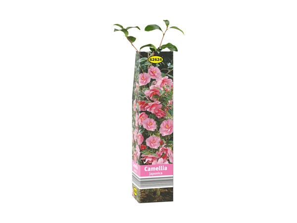 Sommerblomster