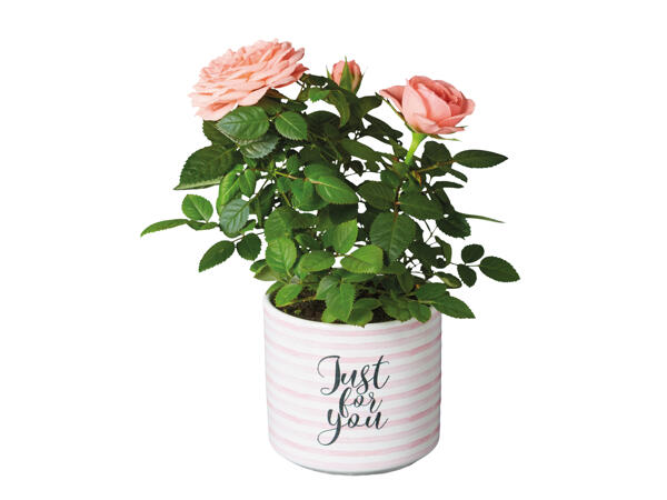 Potted Rose in Ceramic