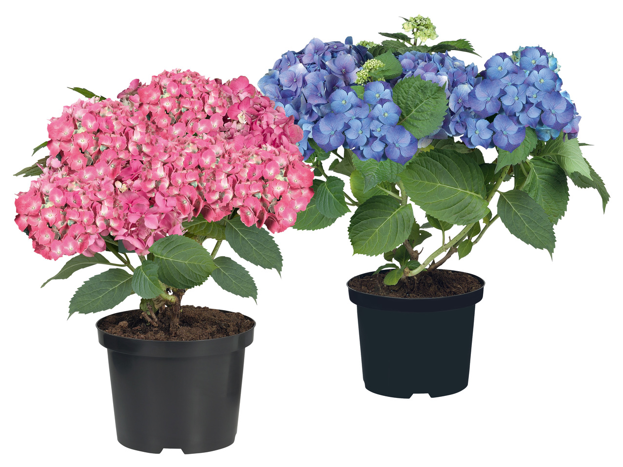 Gartenhortensie