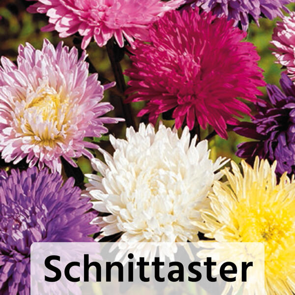 Sommer-Jungpflanzen