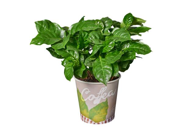 Frugtplante i bæger