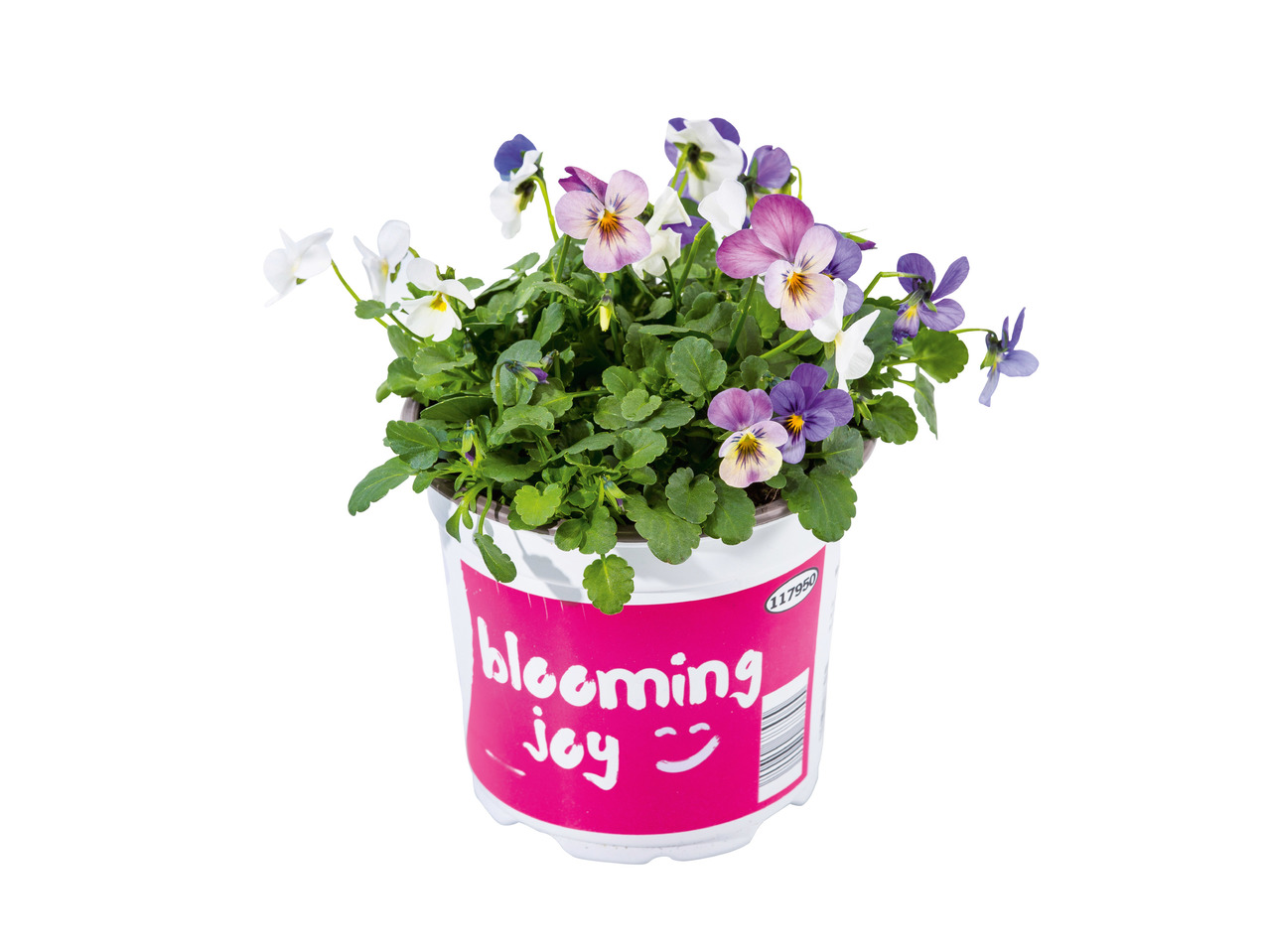 Viola 'Festival Colours'1