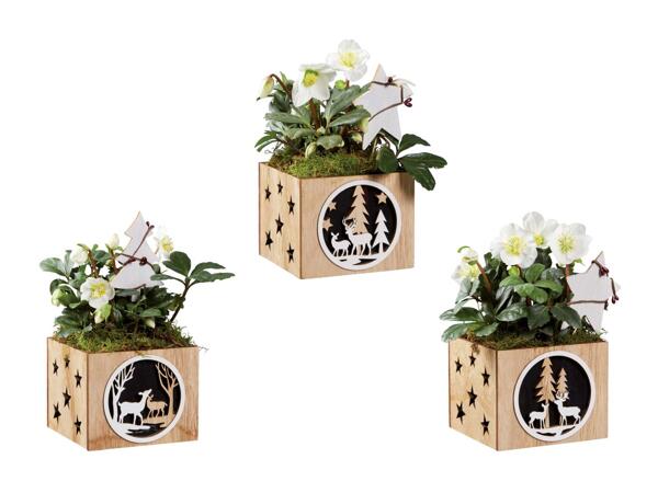 Hellébore dans un pot en bois