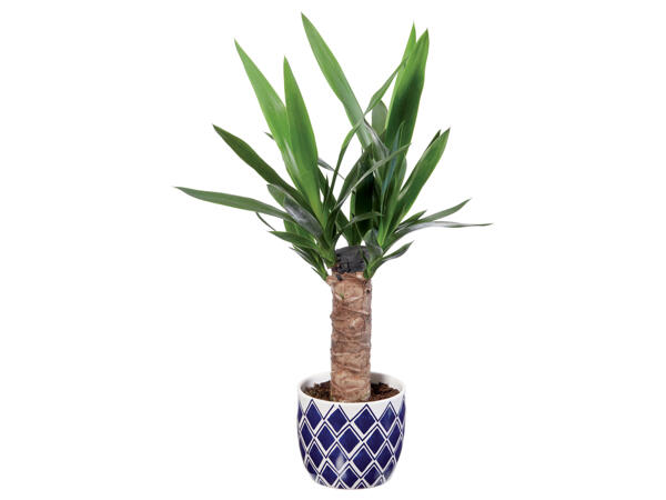 Green Plants