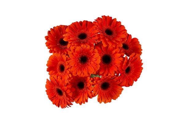 Bunch of Gerbera