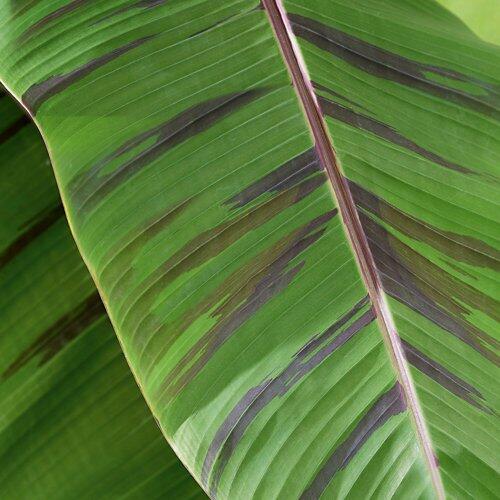 Bananenstaude Musa "Ever Red"