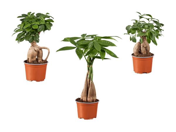 Ficus Ginseng und Pachira