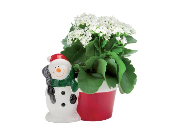 Christmas Plant in Ceramic