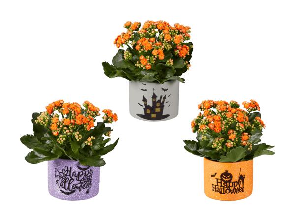 Kalanchoé dans un pot en béton stylé