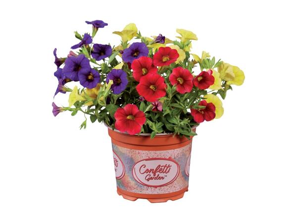 Confetti Petunia