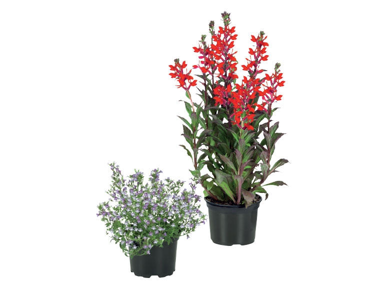 Summer Garden Plant