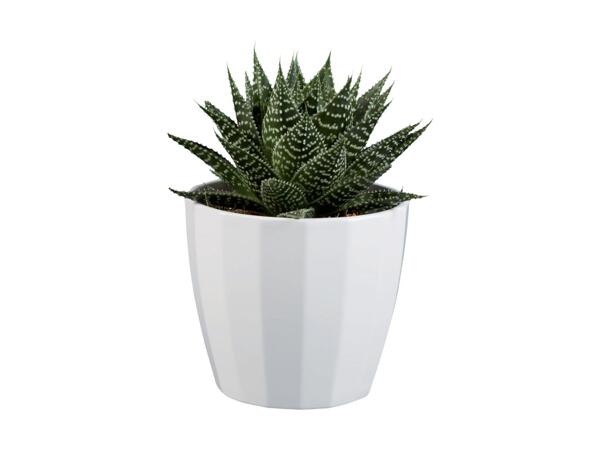 Mini Plants in Ceramic Pots