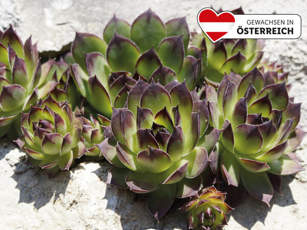 Sempervivum (Hauswurz)