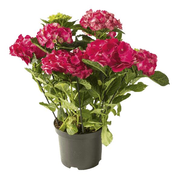 Gartenhortensie