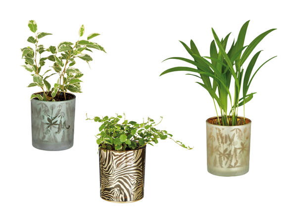 Grøn plante i glasskjuler