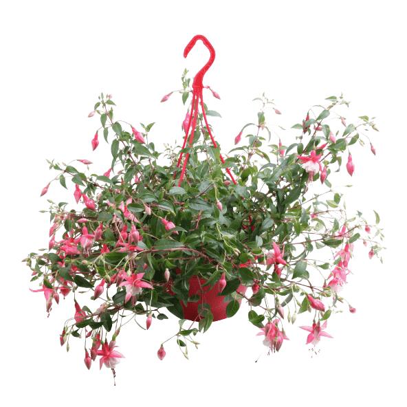 Fleur de jardin en suspension
