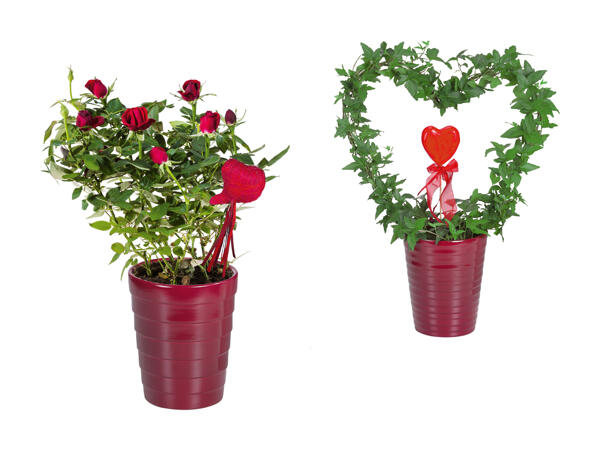 Anthurium avec hedara formées en cœur, en pot