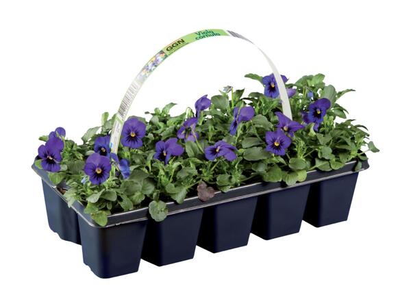 Forårsblomster i bakke