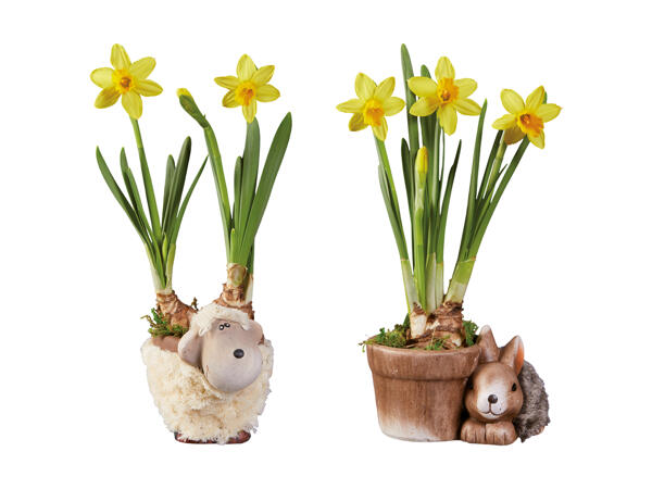 Narcisses dans un pot en céramique en forme d'animal