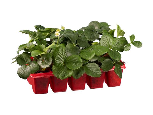 Jordbærplanter