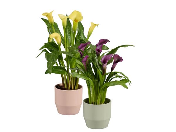 Calla