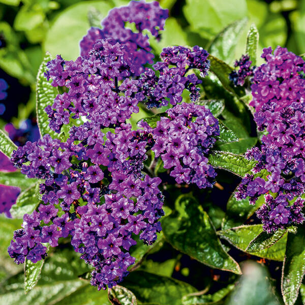 Vanilleblume "Heliotropium"