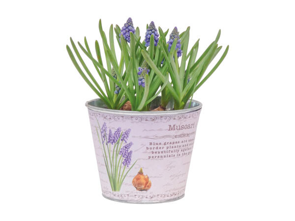 Flowering Bulbs in Zinc Bowl