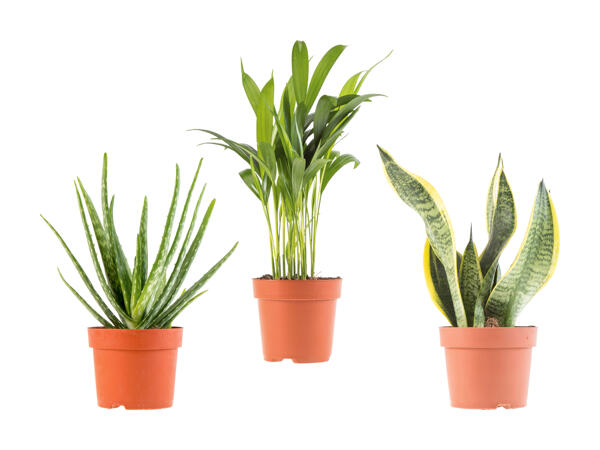 Plante dépolluante