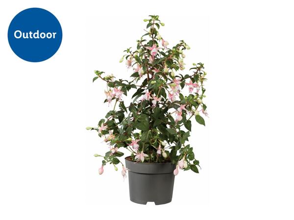 Fuchsia