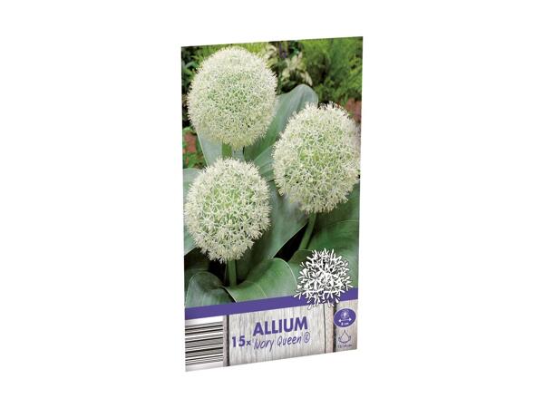 Allium blomsterløg