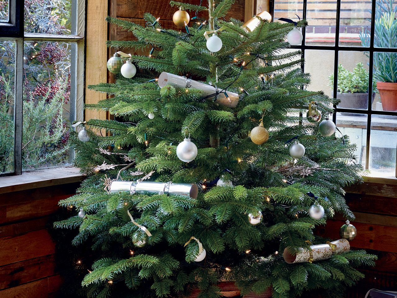 Fresh Cut Non Drop Nordmann Fir Christmas Tree1
